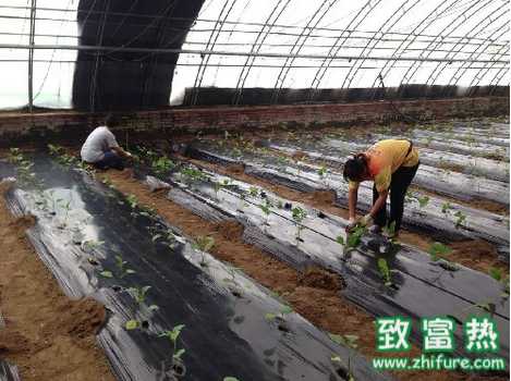 越冬结果的茄子要注意