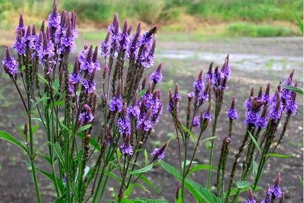 马鞭草图片大全 马鞭草花语及寓意