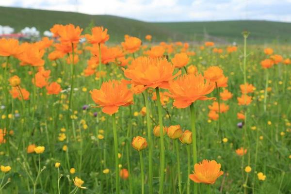 金莲花怎么种 金莲花种植方法与注意事项