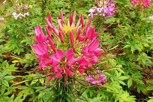 醉蝶花图片大全 醉蝶花花语及寓意