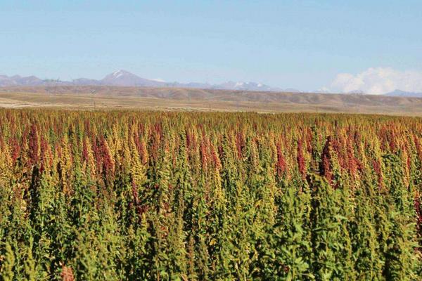 藜麦种植条件（对土地的要求） 中国适合藜麦种植地方有哪些