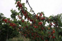 大樱桃树苗市场价格多少钱一棵,大樱桃种植