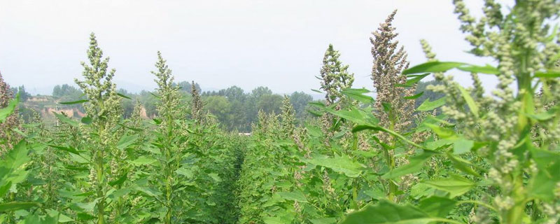 藜麦的种植效益怎么样 藜麦种植前景分析