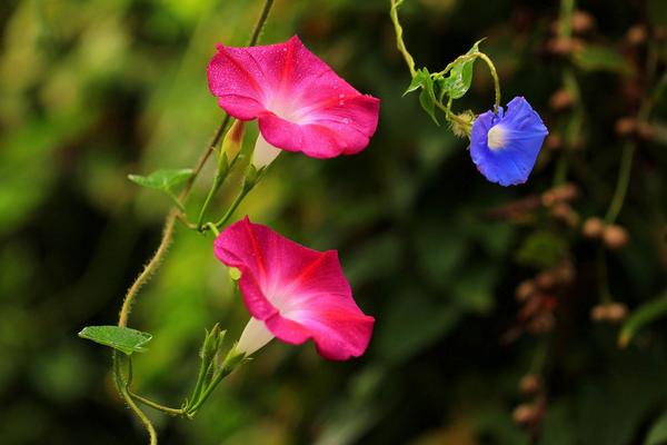 牵牛花怎么传播种子 牵牛花播种繁殖方法