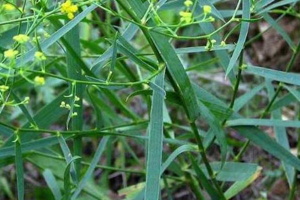 柴胡种植技术 柴胡种植时间及方法