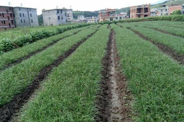 麦冬种植技术 麦冬的田间管理