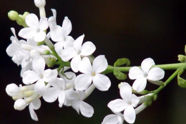 丁香花图片大全 丁香花花语及寓意 丁香花有哪些品种