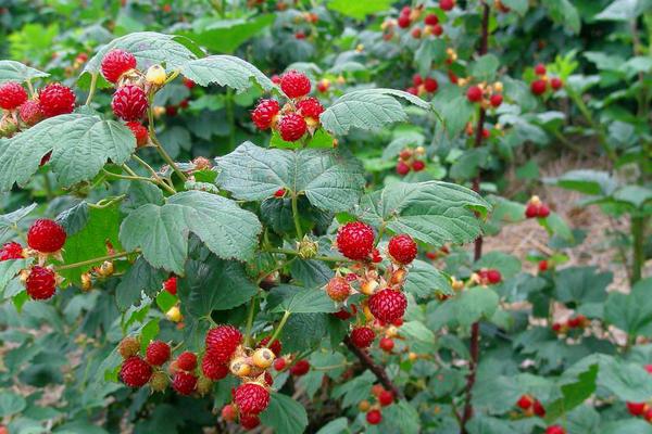 2018种树莓赚钱吗？树莓种植的利润与投资成本及前景预测