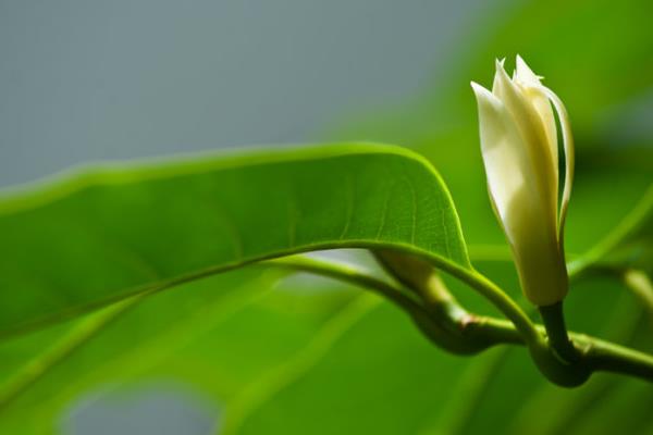 白兰花怎么浇水（多久浇一次） 怎么养好白兰花