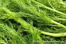 2018种茴香赚钱吗?茴香种植的利润与投资成