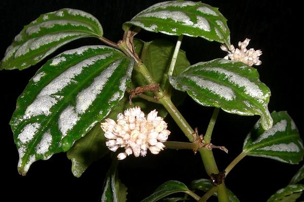 冷水花图片大全 冷水花的花语