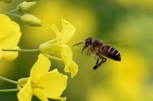 蜜蜂怎么养不会跑,蜜蜂病害与敌害防治