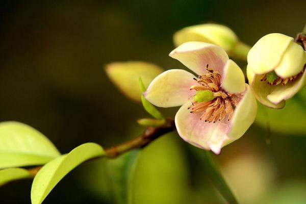 含笑花图片大全 含笑花花语及寓意