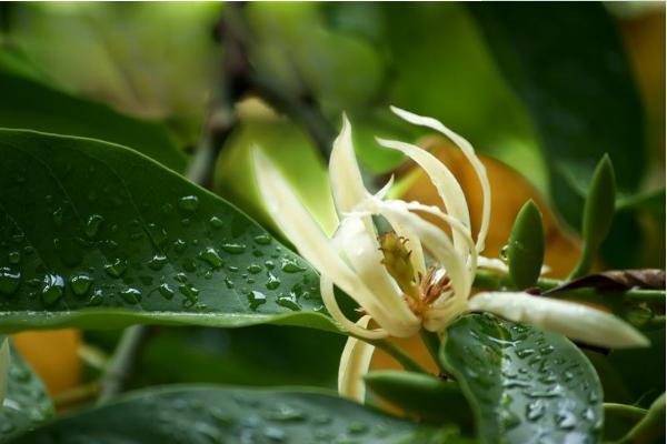 白兰花叶子发黄怎么办 白兰花烂根的处理方法