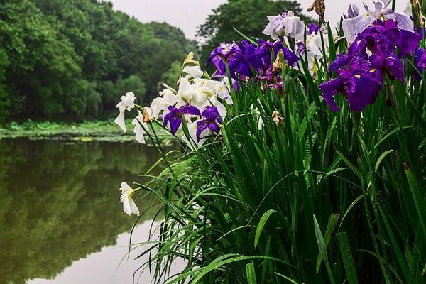 花菖蒲图片大全 花菖蒲花语及寓意