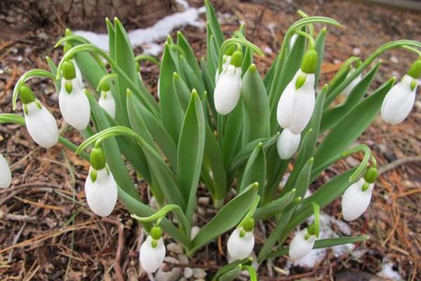 雪滴花图片大全 雪滴花花语及寓意