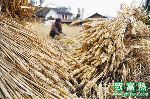 今年气温低下 那小麦应该如何防冻