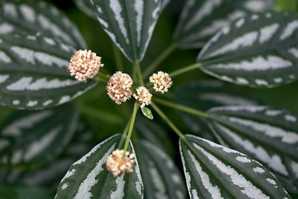 冷水花图片大全 冷水花的花语