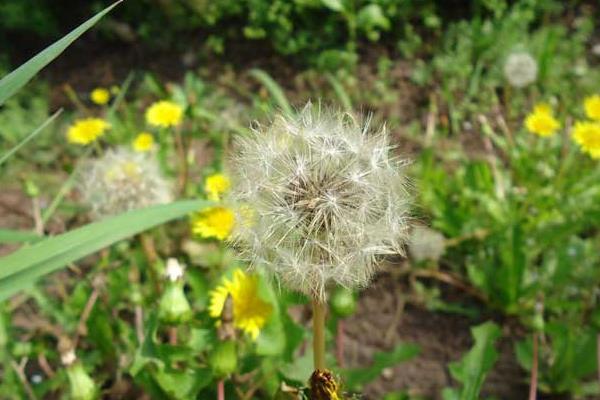 蒲公英什么时候种 蒲公英种植技术与注意事项