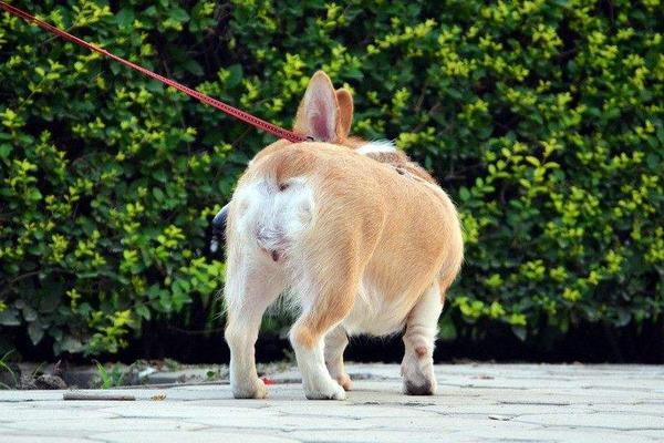 柯基犬好养吗 柯基犬怎么训练