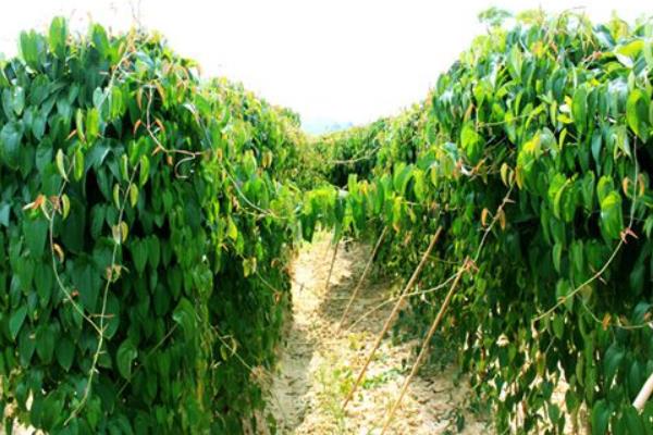 淮山药种植技术大全