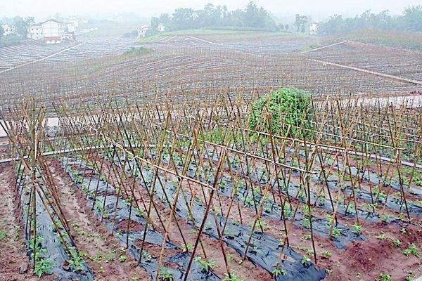 2018种豇豆赚钱吗？豇豆种植的利润与投资成本及前景预测