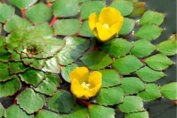 丁香花图片大全 丁香花花语及寓意 丁香花有哪些品种