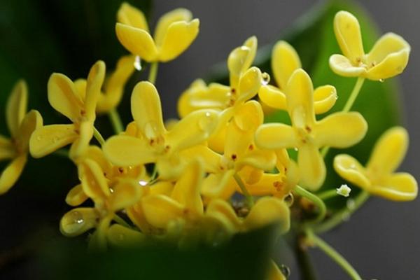 桂花乌龙茶制作方法 桂花乌龙茶功效与作用