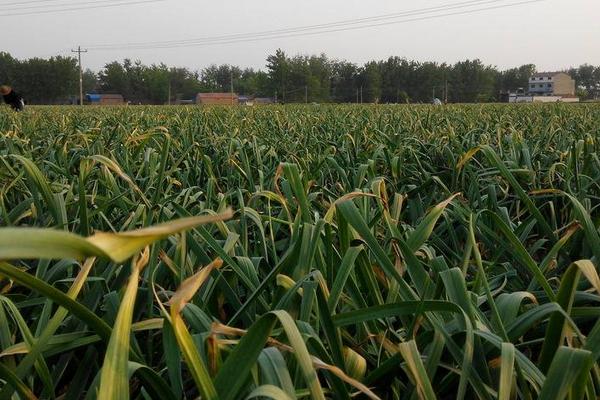 2018种大蒜赚钱吗？大蒜种植的利润与投资成本及前景预测