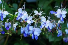 蓝蝴蝶花茶的功效与作用及禁忌,蓝蝴蝶花茶