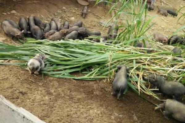 环江香猪市场价格多少钱一只 广西环江香猪简介