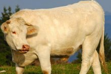 肉牛养殖前景分析,养一头肉牛的成本与利润