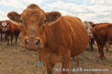 2018养肉牛赚钱吗?肉牛养殖的利润与投资成本及前