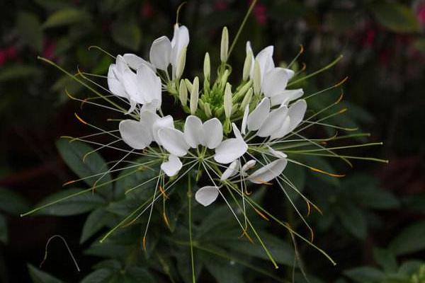 醉蝶花什么时候种 醉蝶花播种时间