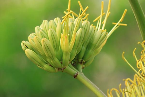 龙舌兰花怎么浇水（多久浇一次） 龙舌兰花叶子发黄怎么办