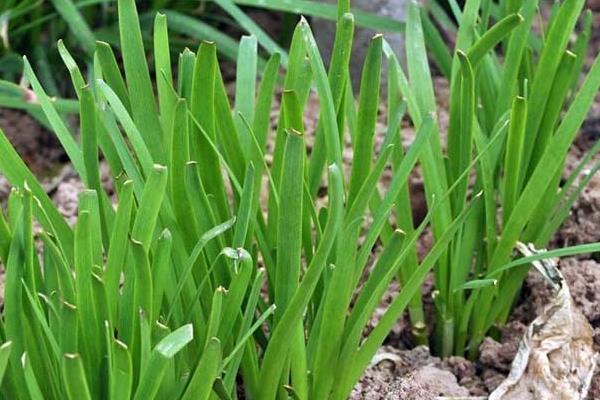 韭菜夏秋季种植注意事项