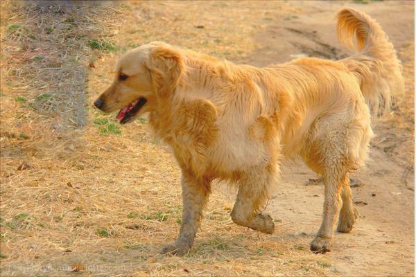 金毛犬图片大全