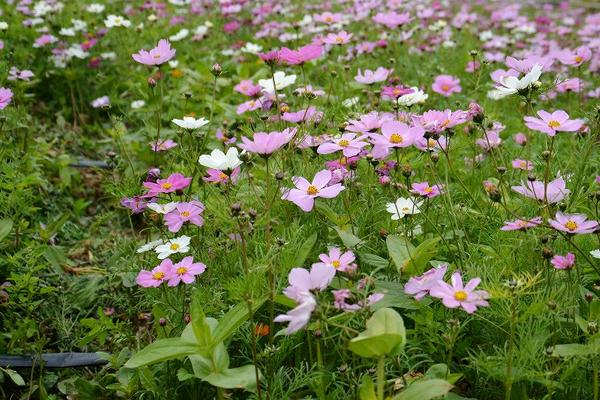 波斯菊种子怎么种 波斯菊种子种植方法与注意事项