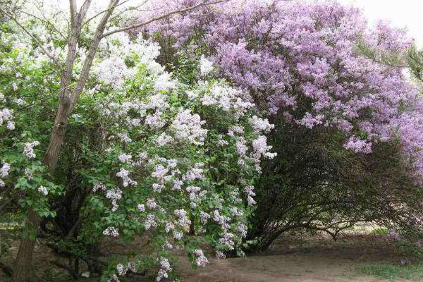 丁香花怎么修剪枝叶 丁香怎么扦插