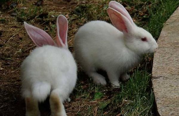 公主兔想必喜欢兔子的人对它都不生疏,它是一种比力有名的品种