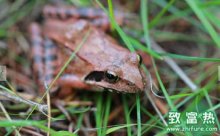 食用林蛙油会变胖吗,林蛙油适合小朋友吃吗