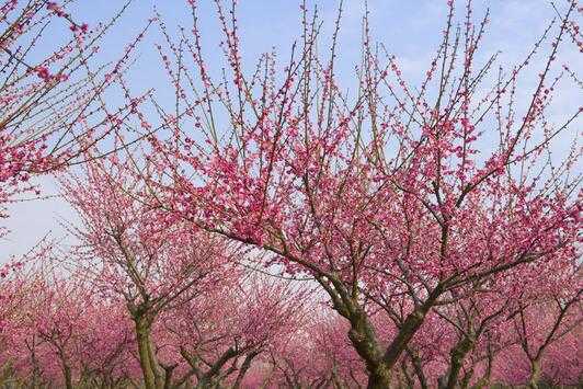 2017桃树种植前景及市场价格分析