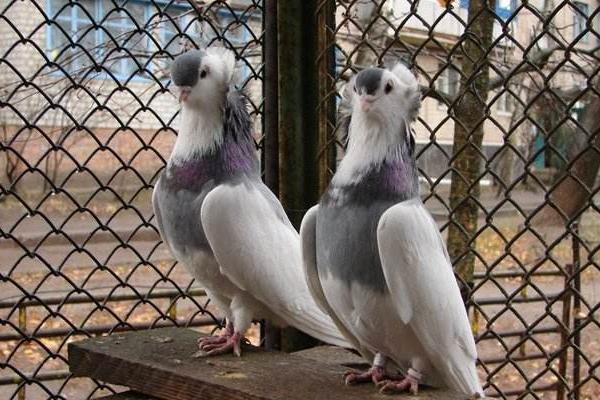 日本鸽子品种图片