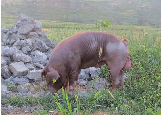 种公猪市场价格多少钱一斤（头） 现在的种公猪如何选择