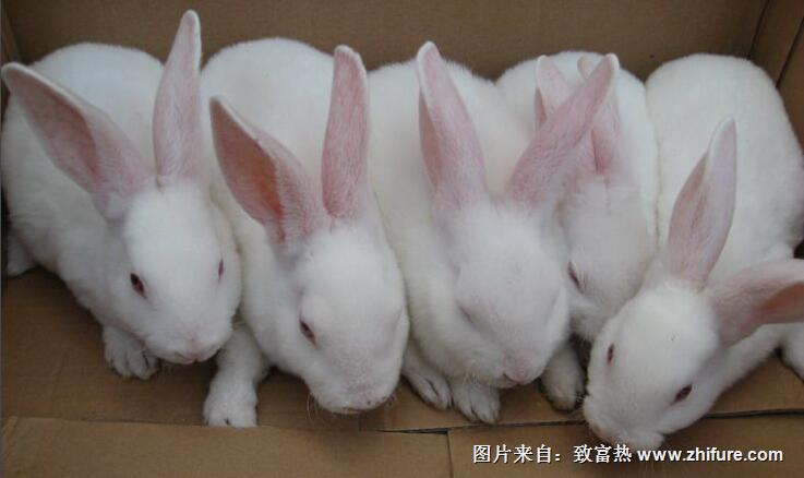 獭兔的养殖技术