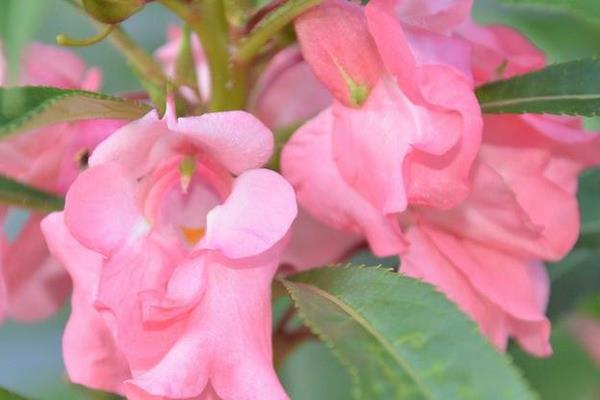 鳳仙花圖片大全鳳仙花花語鳳仙花特點