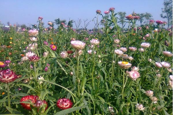 麦秆菊图片大全 麦秆菊花语及寓意