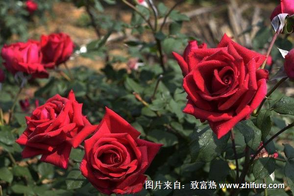 2018种玫瑰花赚钱吗？玫瑰花种植的利润与投资成本及前景预测