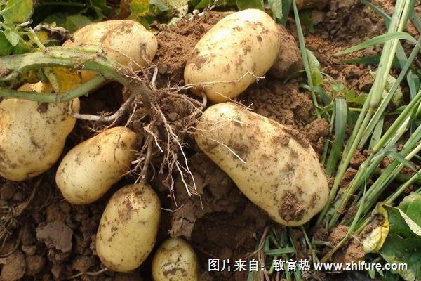 2018种土豆赚钱吗？土豆种植的利润与投资成本及前景预测