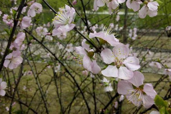 榆叶梅图片大全 榆叶梅花语及寓意